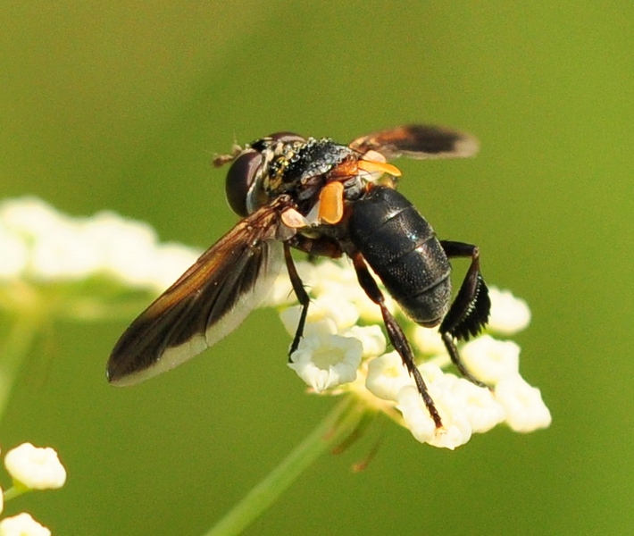 Diptera Tachinidae